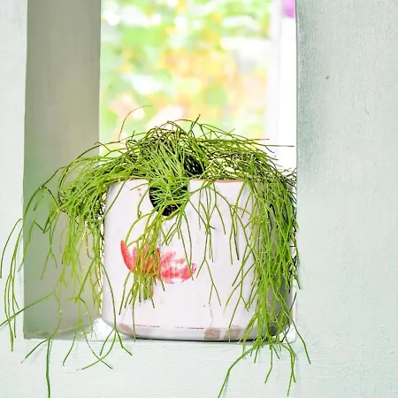 Nahe Ostsee Graal Mueritz 公寓 勒沃斯哈根