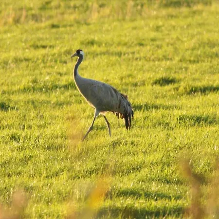 Nahe Ostsee Graal Mueritz